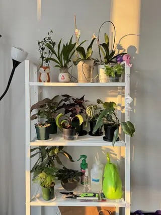 Natural things collection photo 6 of 19