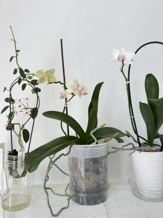 Natural things collection photo 8 of 19