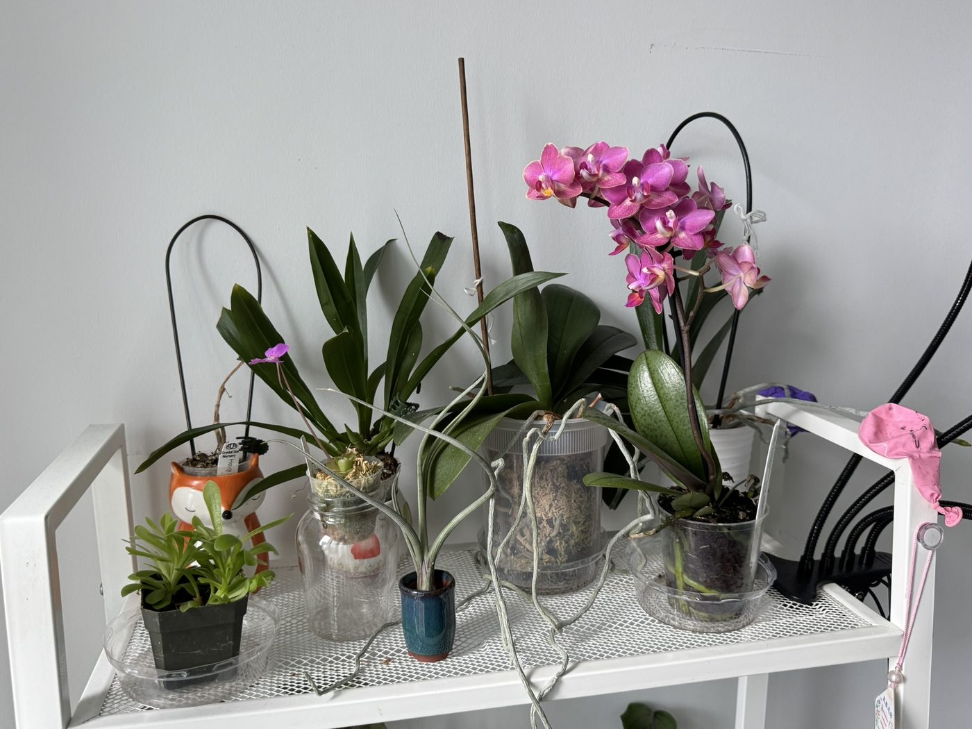 Natural things collection photo 2 of 19