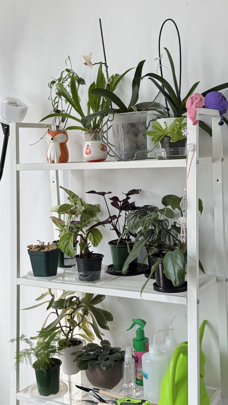 Natural things collection photo 4 of 19