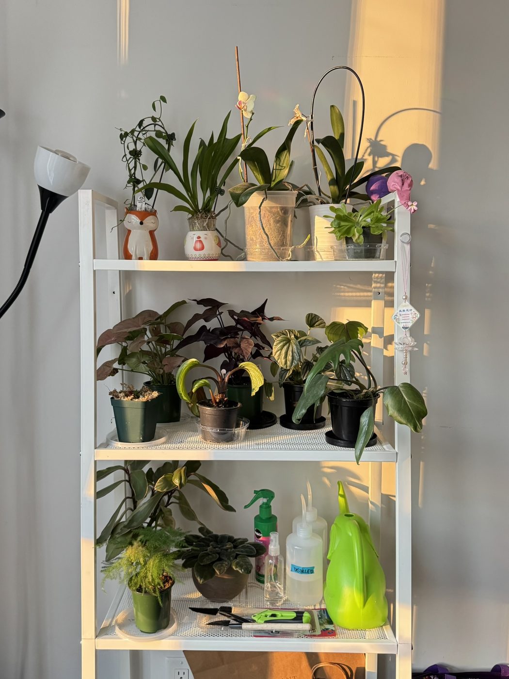 Natural things collection photo 6 of 19