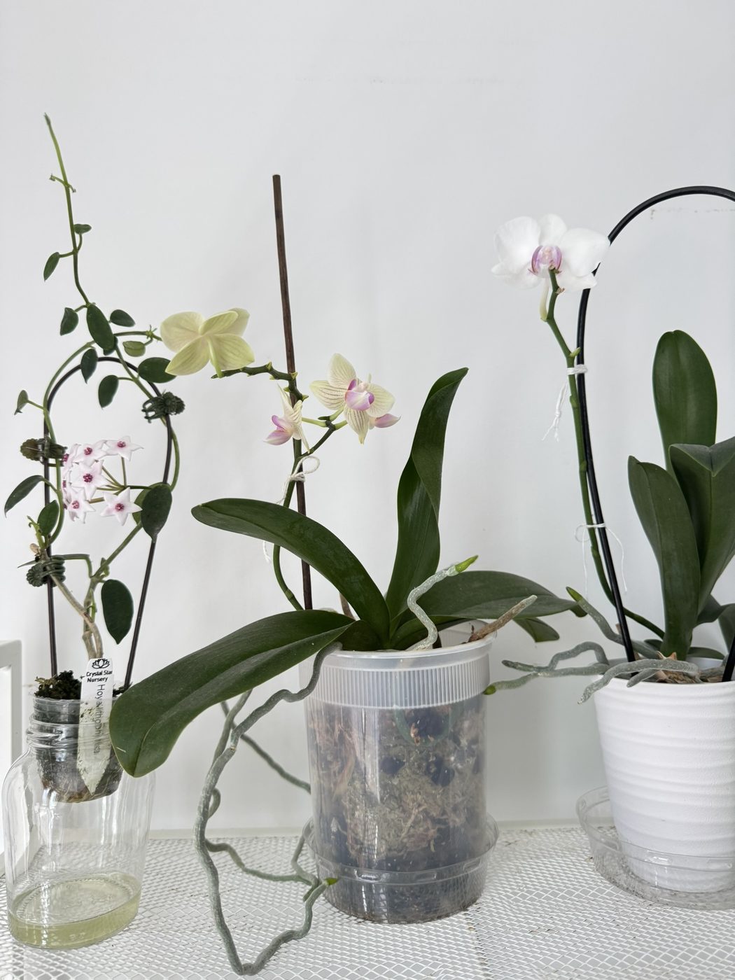 Natural things collection photo 8 of 19